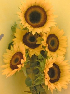 Las almas girasoles de Josan Caballero