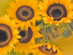 Las almas girasoles, fotos de Josan Caballero, 2005