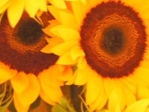 Las almas gemelas de Josan Caballero