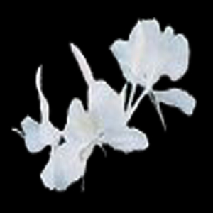 Mariposas Blancas, para que limpies y aromatices tu lugar, Ignacio.