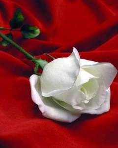 La Rosa Blanca, para el amigo sincero...
