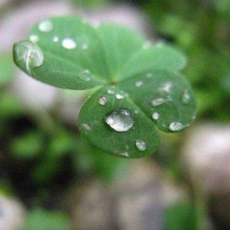 El Trebol de la suerte, con el rocio de la libertad