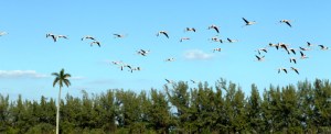 Banners-Genericos-Flamingos-04-980x400