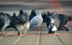 Palomas en la calle-435139