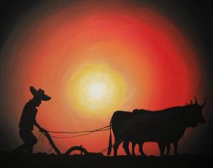 arado-de-bueyes-edwin-alverio