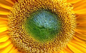 girasol-en-primer-plano