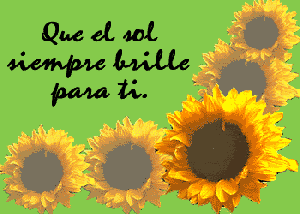 girasoles-1